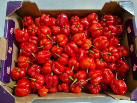 Ata Rodo / Scotch Bonnet / Hot Pepper – 300g